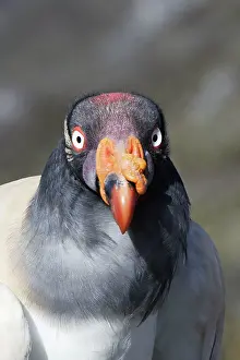 Papa: King Vulture - close-up of face