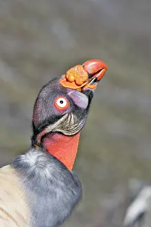 Papa: King Vulture - close-up of face