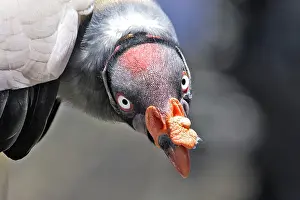 Papa: King Vulture - close-up of face