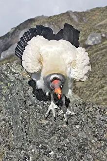 Papa: King Vulture - facing camera