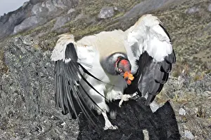 Papa: King Vulture - facing camera
