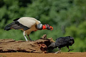 Carrion: King Vulture - feeding Sarcoramphus papa Boco Tapada, Costa