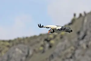 Papa: King Vulture - in flight