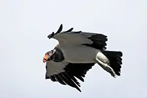 Papa: King Vulture - in flight