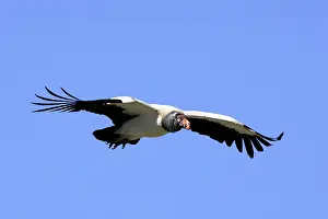 Papa: King Vulture - in flight