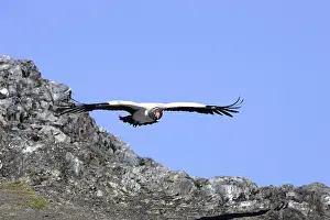 Papa: King Vulture - in flight