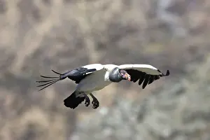 Papa: King Vulture - in flight