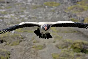 Papa: King Vulture - in flight