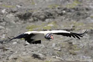 Papa: King Vulture - in flight