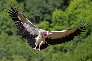 Scavengers: King Vulture in flight Sarcoramphus papa Boco Tapada, Costa