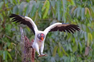 Scavengers: King Vulture in flight Sarcoramphus papa Boco Tapada, Costa