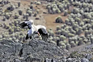 Papa: King Vulture - landing