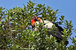 Papa: King Vulture Pantanal area Mato Grosso Brazil South America