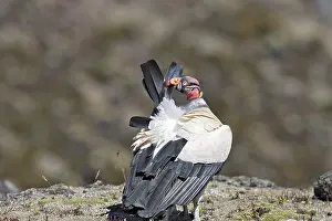 Papa: King Vulture - preening