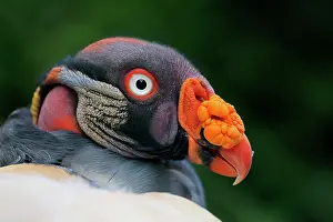 Portrai: King Vulture (Sarcoramphus papa), adult, portrai