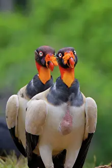 Scavengers: King Vulture - two Sarcoramphus papa Boco Tapada, Costa Rica