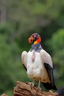 Scavengers: King Vulture Sarcoramphus papa Boco Tapada, Costa Rica BI034