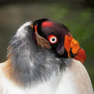 Papa: King Vulture (sarcoramphus papa), Portrait of Adult