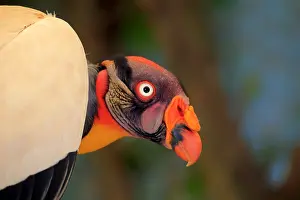 Miscellaneous: King Vulture (Sarcoramphus papa), South America