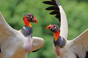 Scavengers: King Vulture - showing aggression Sarcoramphus papa Boco Tap
