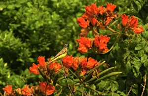 Tyrannus: Kingbird (Tyrannus sp.), Acapulco, Mexico