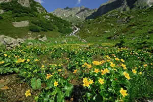 Marigolds: Kingcup Marsh Marigold
