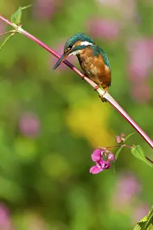 Balsam: Kingfisher