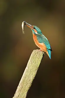 Minnows: Kingfisher - Adult female adjusting minnow in