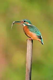 Minnows: Kingfisher - Adult female perched holding a minnow
