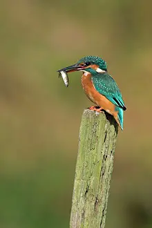 Minnows: Kingfisher - Adult female perched holding a minnow
