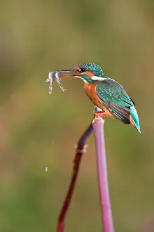 Minnows: Kingfisher - Adult female perched on plant stem