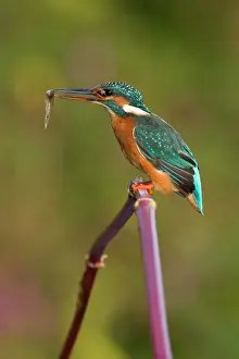 Minnows: Kingfisher - Adult female perched on plant stem