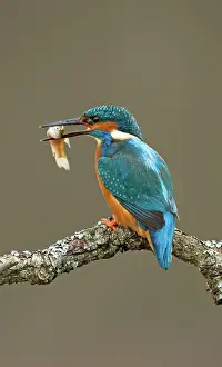 Jake Stephen: Kingfisher adult with fish prey spring