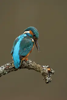 Worcestershire: Kingfisher adult male on branch
