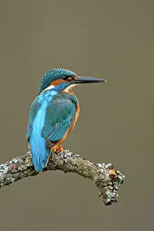 Jake Stephen: Kingfisher adult spring