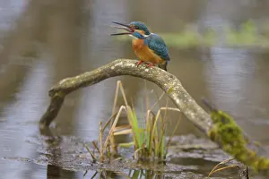 Swallowing: Kingfisher (Alcedo atthis), devouring a fish caught on a moss-covered branch in the water