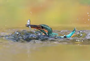 Alcedinidae: Kingfisher (Alcedo atthis) Female catching a fish