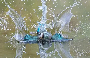 Splash: Kingfisher (Alcedo atthis) Female diving in water