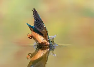 Alcedinidae: Kingfisher (Alcedo atthis) Female kingfisher diving