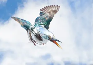 Alcedo: Kingfisher (Alcedo atthis) Female kingfisher diving