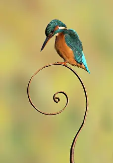 Spiral: Kingfisher (Alcedo atthis) Female kingfisher perched