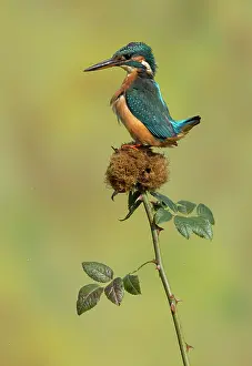 Canina: Kingfisher (Alcedo atthis) Female kingfisher perched