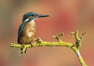 Alcedo: Kingfisher (Alcedo atthis) Female kingfisher perched