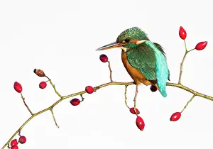 Canina: Kingfisher (Alcedo atthis) Female perched amongst