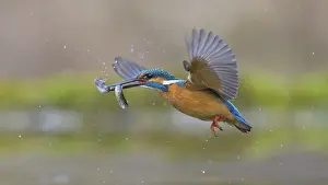 Kingfisher: Kingfisher (Alcedo atthis), in flight with two fish in its beak