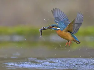 Kingfisher: Kingfisher (Alcedo atthis), in flight with two fish in its beak