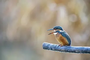 Kingfisher: Kingfisher (Alcedo atthis) Germany