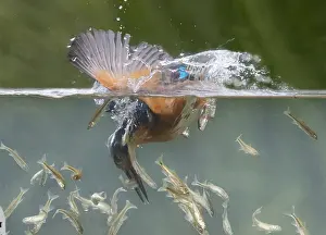 Alcedo: Kingfisher (Alcedo atthis) Kingfisher catching a