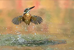 Away: Kingfisher (Alcedo atthis) Kingfisher coming out