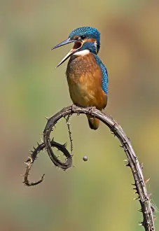 Bramble: Kingfisher (Alcedo atthis) Kingfisher ejecting fish